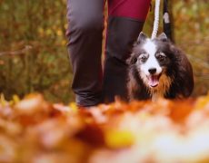 Animals de companyia – XPN